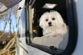 Dog and caravan