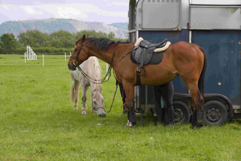 Two,horses,resting,at,the,horse,box,after,a,cross